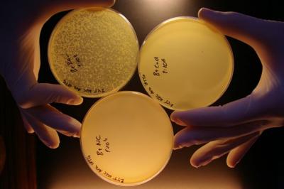 Flu Shot for Bacteria