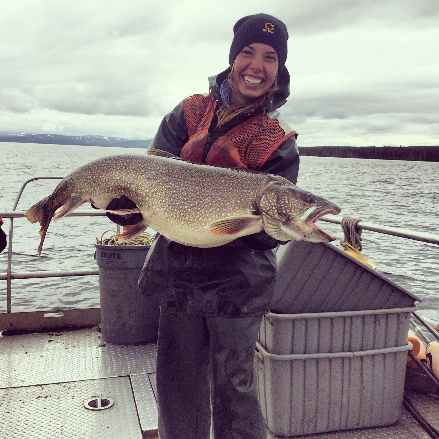 Invasion of Lake Trout in Yellowstone Changed EurekAlert!