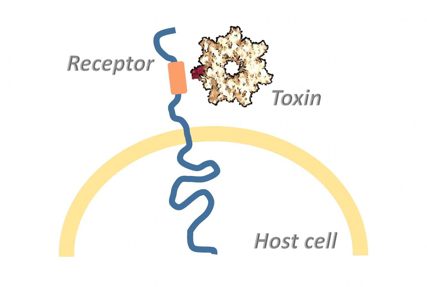 How Toxins Overcome the Cell Membrane