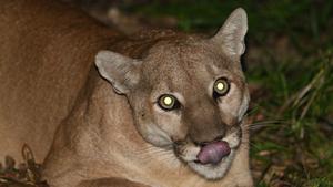 P41 mountain lion nocturnal