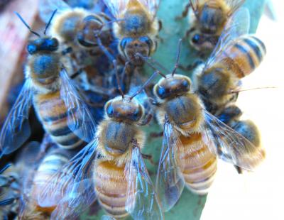 blue beehive honey