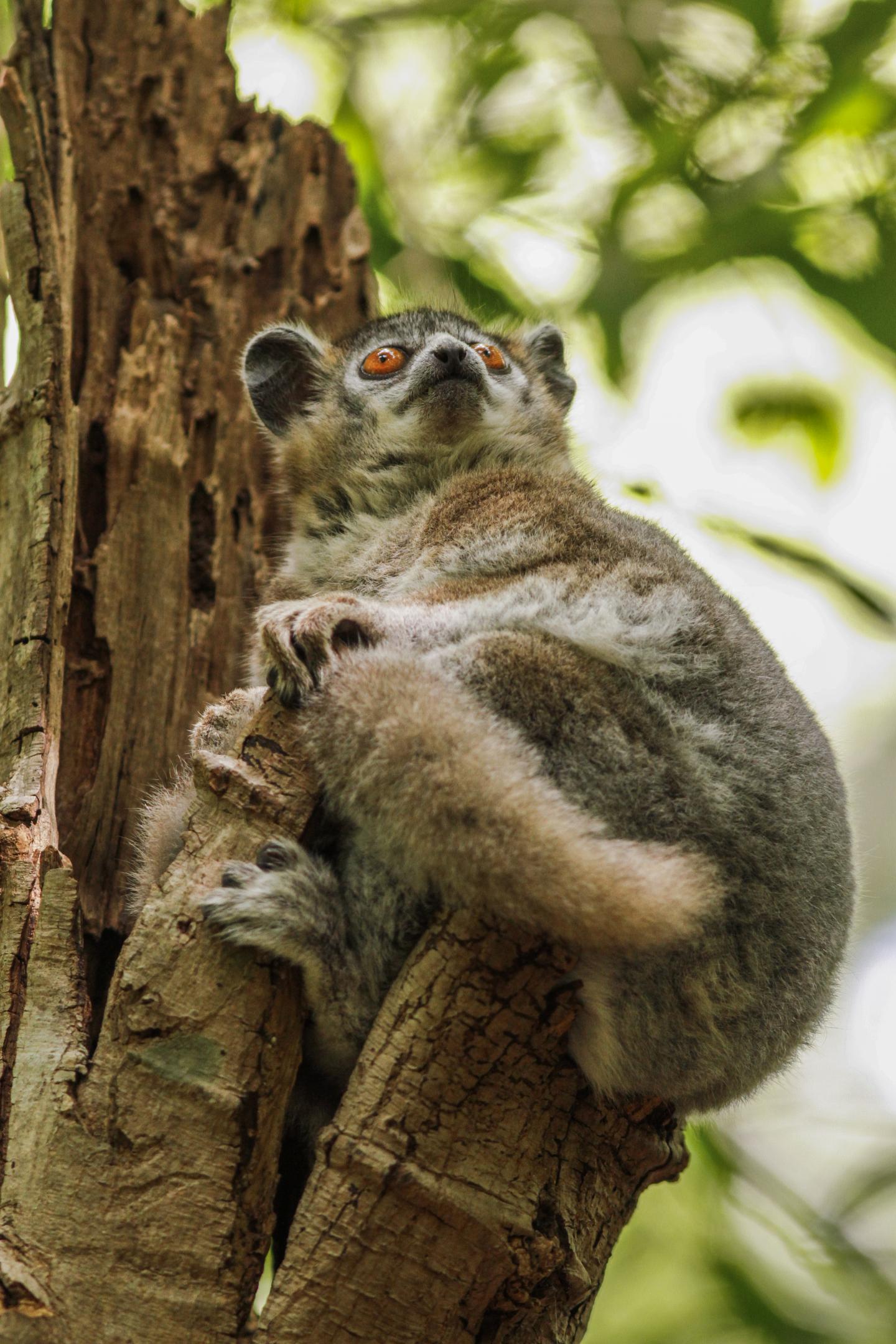 Study Shows Lemurs Use Communal Latrines as Information Exchange Centers