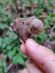 Snail up close