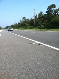 Snakes Are Killed by New Jersey Traffic