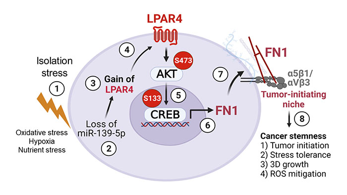 LPAR4 Schematic [IMAGE] EurekAlert! Science News Releases