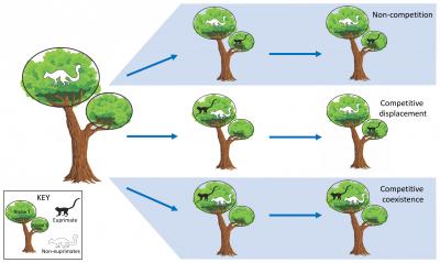 Three Models of Niche Competition Between Euprimates and Non-Euprimate Mammals