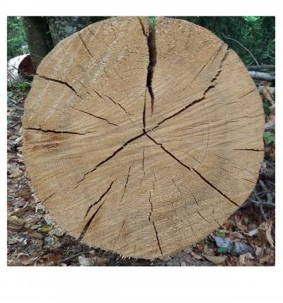 Tree Rings from a Dead Abies alba Tree in the Pyrenees (Paco Espela, Ansó, northeast Spain)