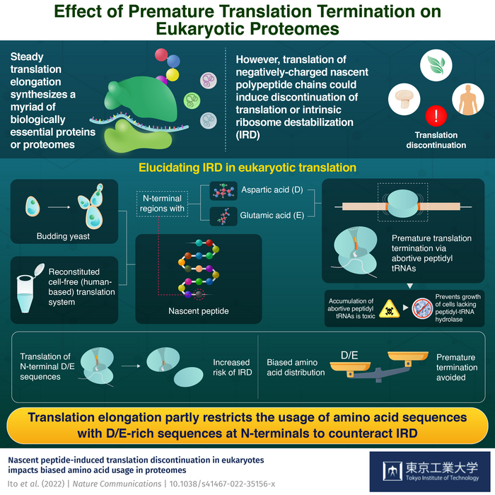 Effect of Premature Translation Termination on Eukaryotic Proteomes