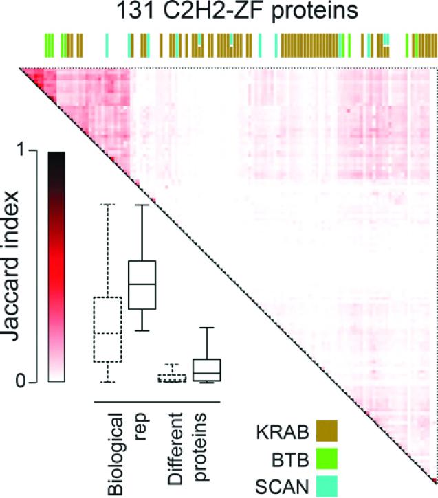 Binding Sites for the Largest Set of C2H2-ZF Proteins