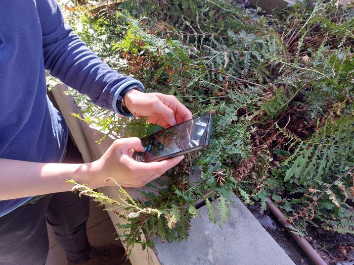 Photographing a Jersey tiger moth