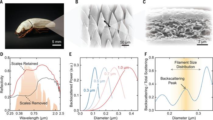 Bright-White Beetle Scales Optimise Multiple Scattering of Light