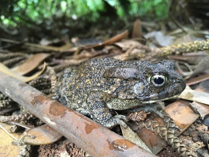 Wild Guttural Toad