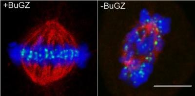 Mitosis and BuGZ