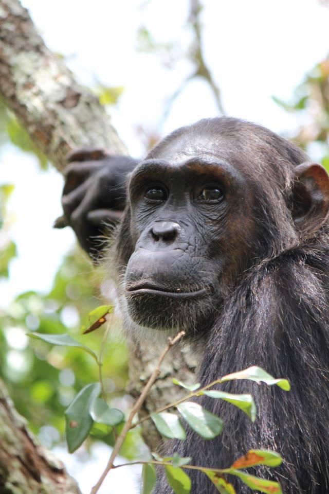 A Female Chimpanzee from Gombe National Park in Tanzania