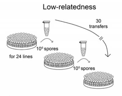Low-relatedness Experiment