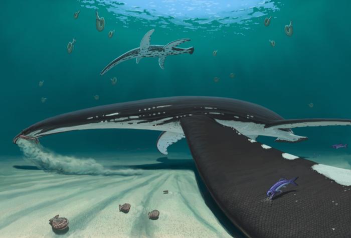 Reconstruction of the new plesiosaur