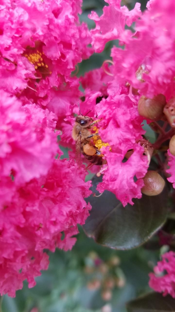 Crepe Myrtle