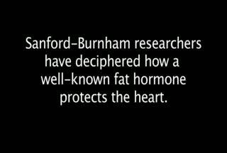 Study Finds Fat Hormone's Long-Sought Link to Heart Protection
