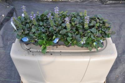 Plantable Containers Show Promise for Use in Groundcover Production, Landscaping