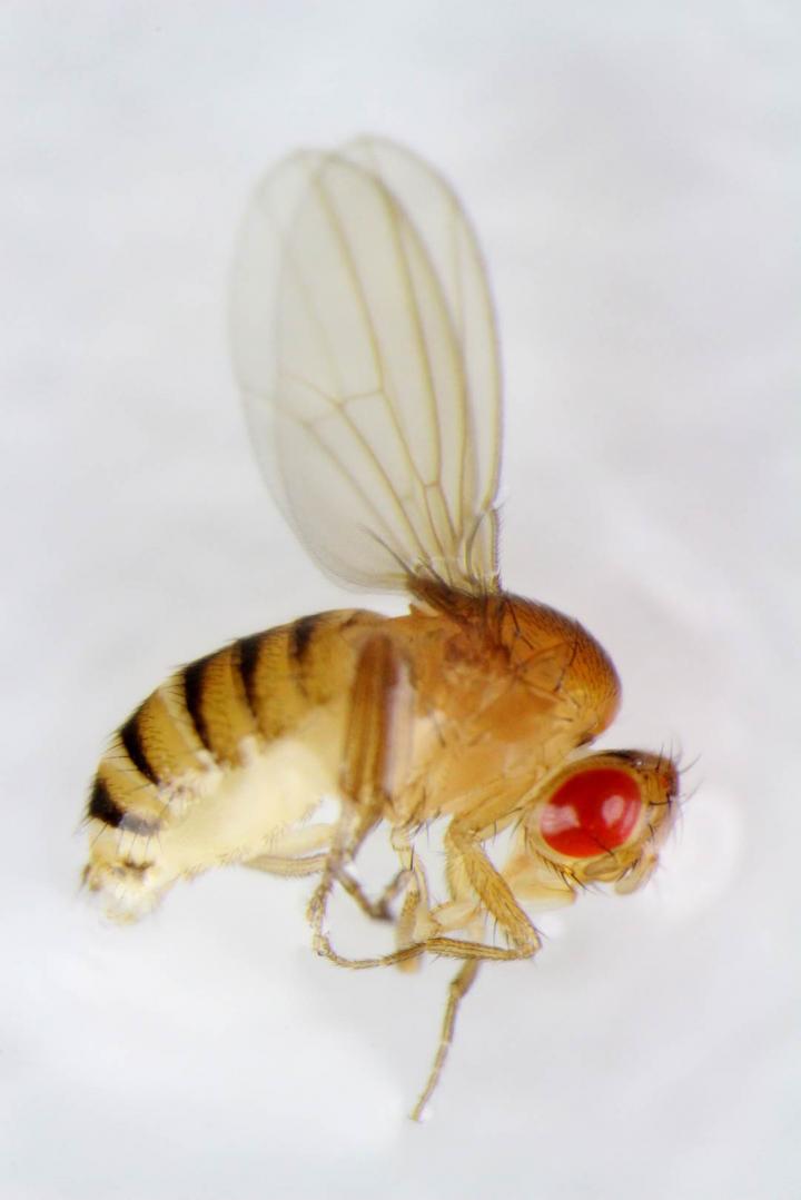 Fruit Fly