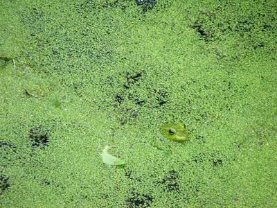 Frog in Duckweed