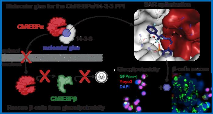 Molecular Glue for the ChREBPα/14-3-3 PPI interaction