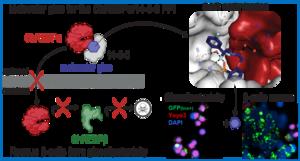 Molecular Glue for the ChREBPα/14-3-3 PPI interaction