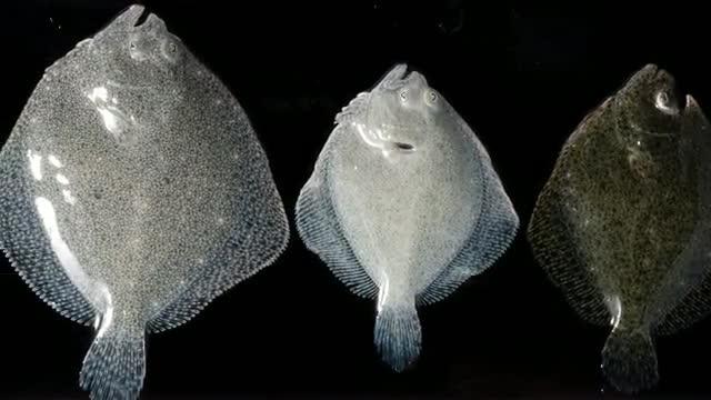The Turbot: The First Vertebrate to Be Sequenced in Spain