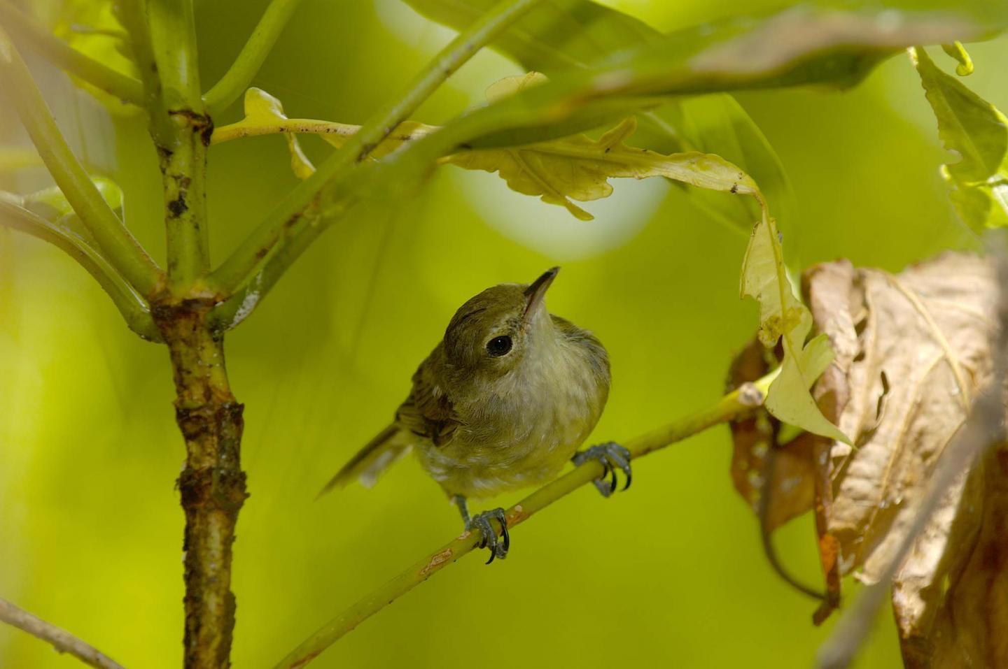 Seychelles Warbler