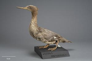 Historical skin of Auckland Island merganser from Museum of New Zealand Te Papa Tongarewa