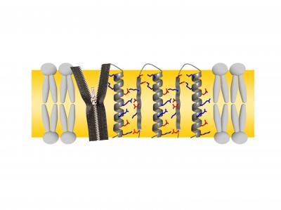 Charged Amino Acids Form Connections between Protein Segments