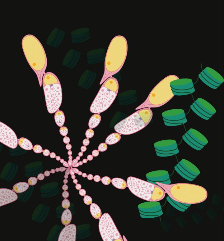 Illustration des Chromatins und von Eizellen der Fruchtfliege Drosophila