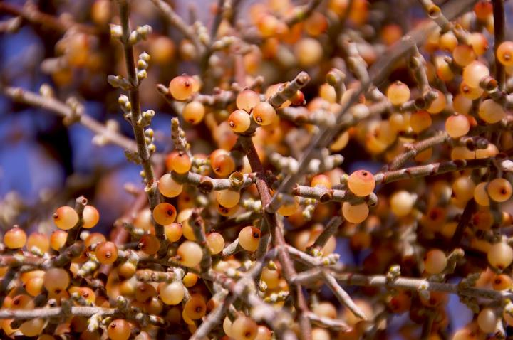 Native Mistletoe