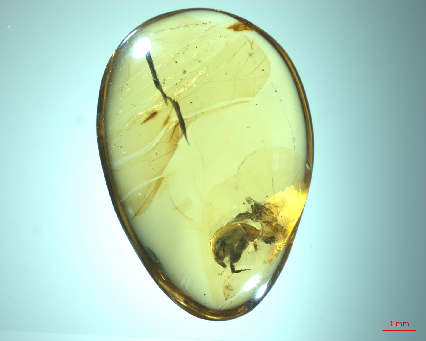 Amber Piece Showing the Tumbling Flower Beetle Angimordella Burmitina
