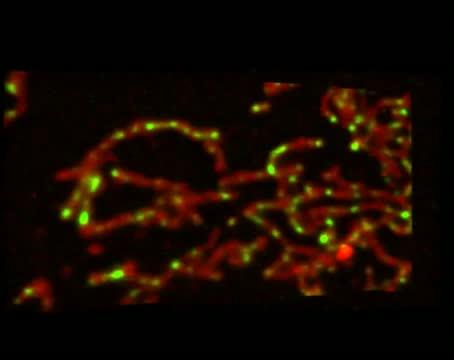 Mitochondrial DNA Escaping Mitrochondria During Cell Death