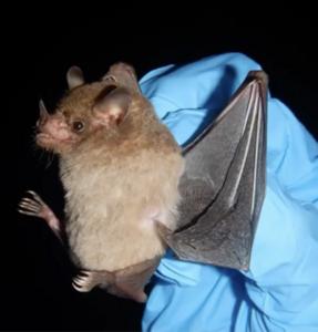 Neotropical leaf-nosed bat