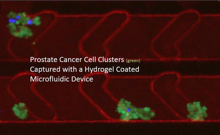 Fluorescence Microscopy Image Illustrates How the Researchers' Microfluidic Device