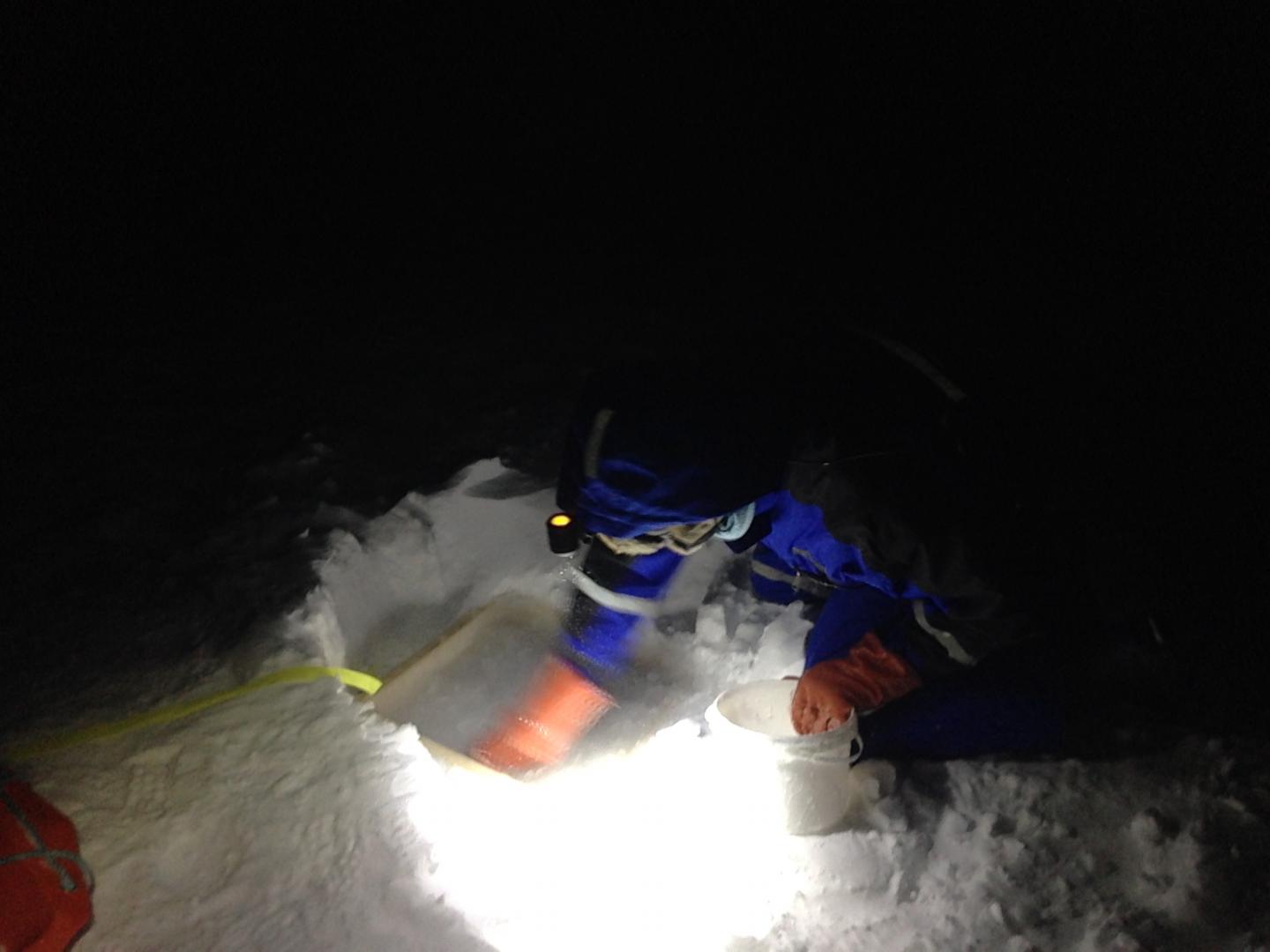 Freezing Plants in the Arctic Is not as Easy as You Think