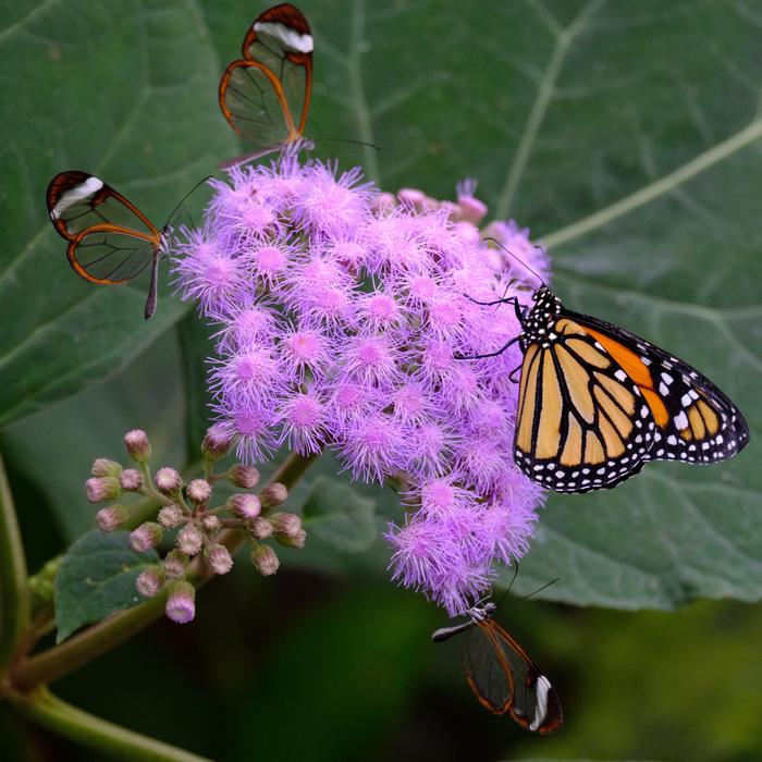 Monarch butterfly