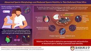 Exploring the association of transducin-like enhancer of split 6 (TLE6) with male infertility in mice