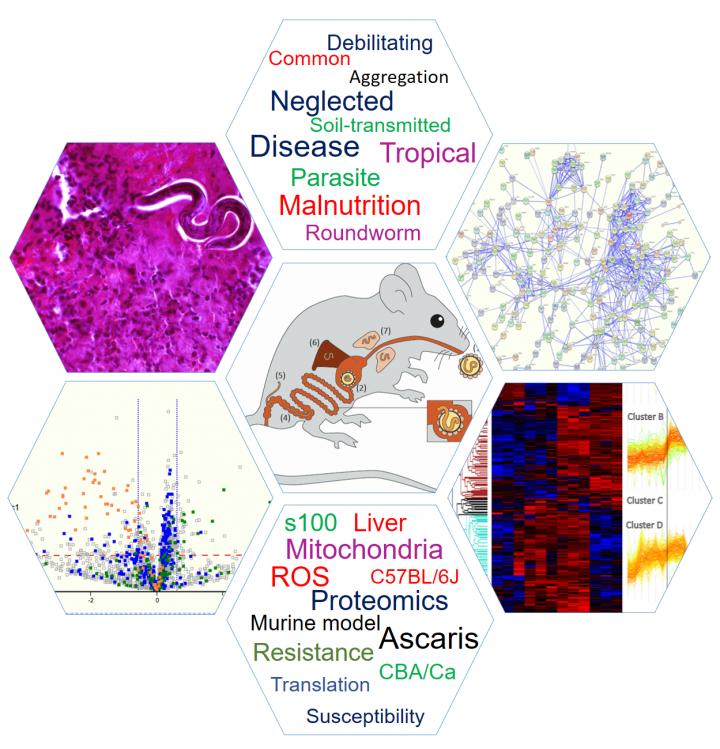 <i>Ascaris</i> Research