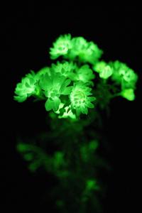 Fungal enzyme analogues found in plants allow scientists to create glowing flowers