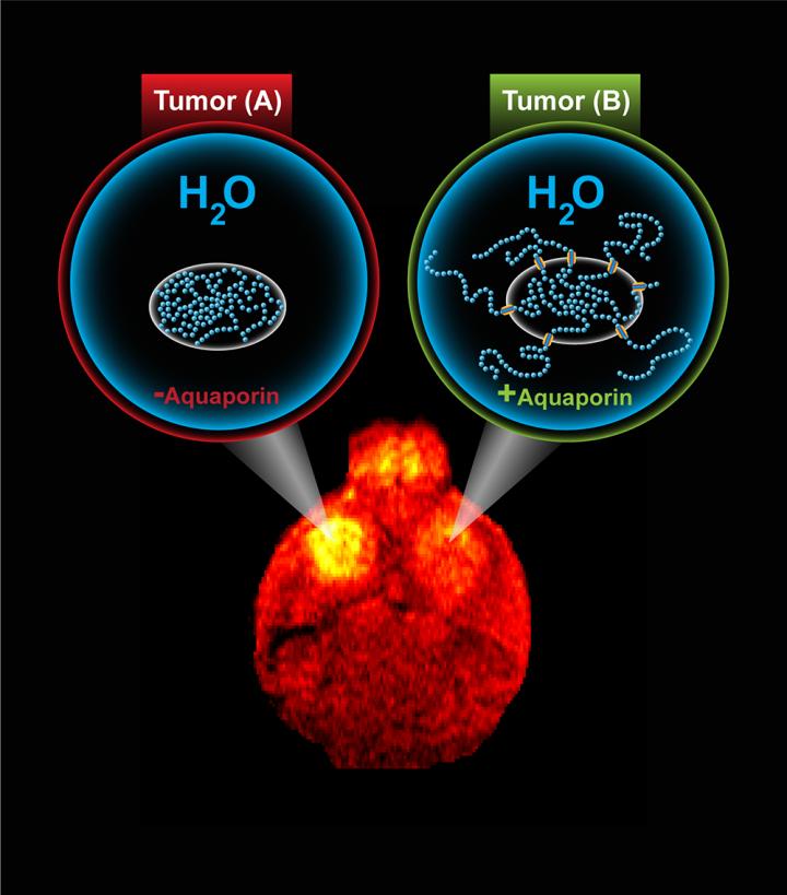 An Illustration of Aquaporin's Effect on Cells