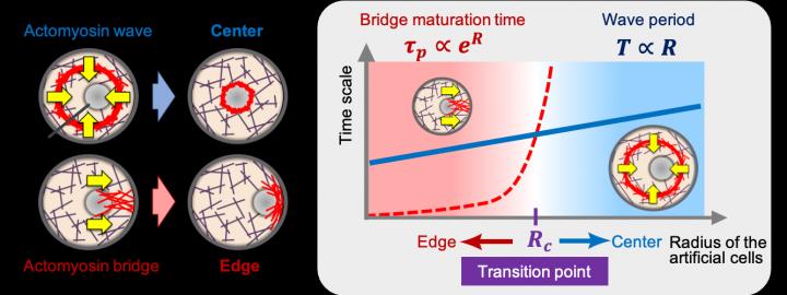 The Tug-Of-War Happening in the Artificial Cell