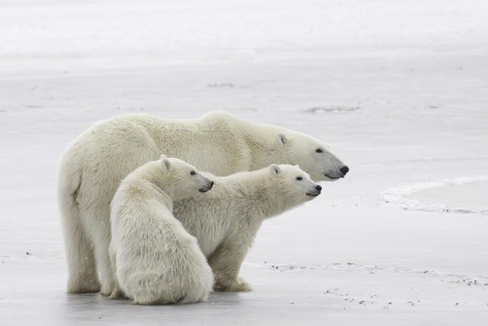 Polar bears