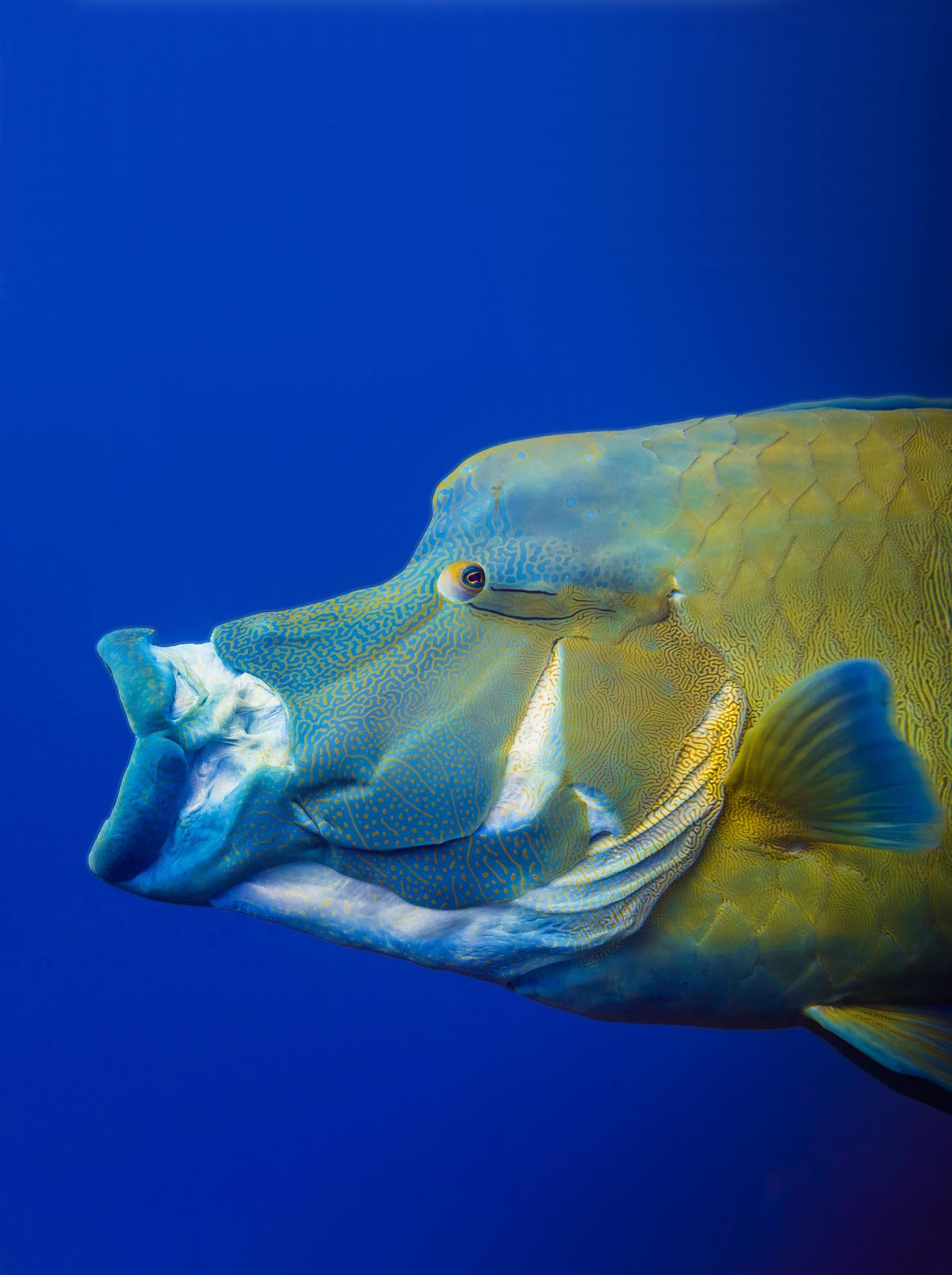 A Maori Wrasse