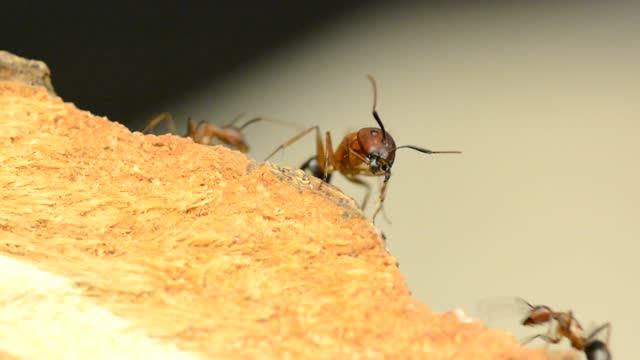 How Epigenetics Can Affect Ants' Behavior (5 of 9)