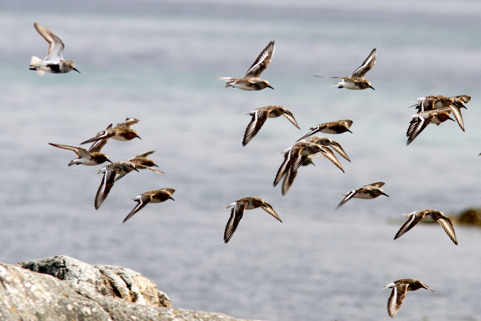Decline of shorebirds