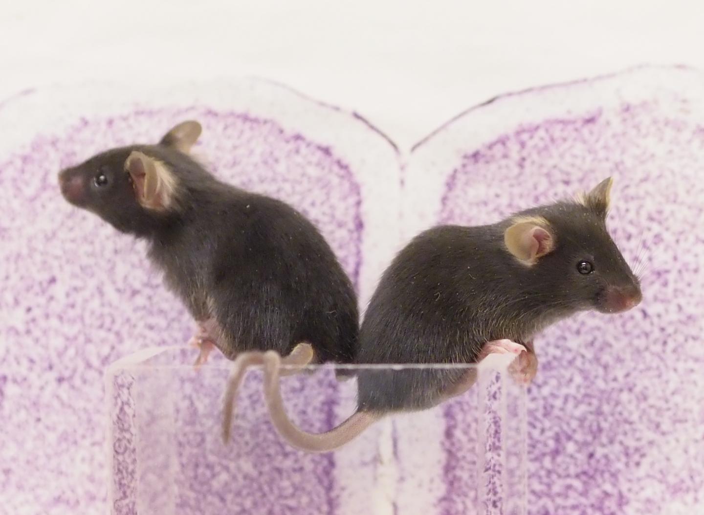 Pre-Pubertal Mice Siblings