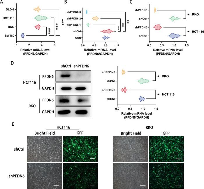 Construction of cell model for knockdown of PFDN6.
